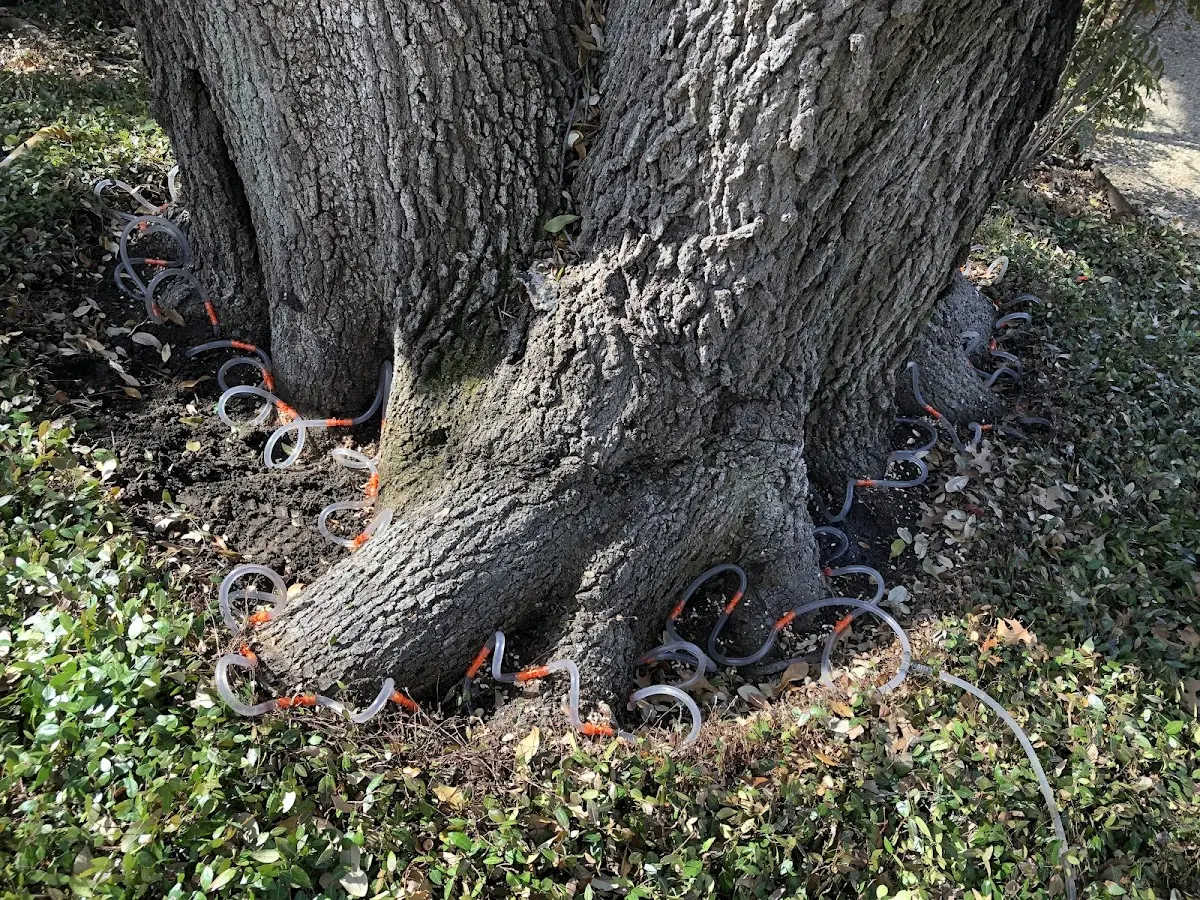 Detailed Tree Cabling and Bracing job site in Cahone